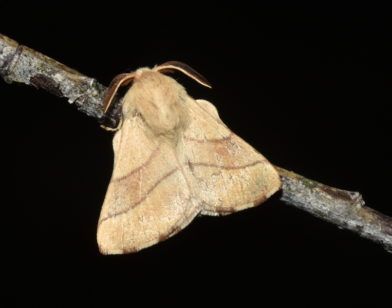 Malacosoma neustria